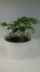 ♡靴下シリーズ4&イチゴ♡