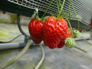 ♡靴下シリーズ4&イチゴ♡