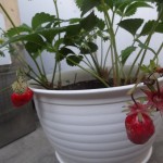 ☆イチゴ栽培日記☆