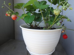 ☆イチゴ栽培日記☆