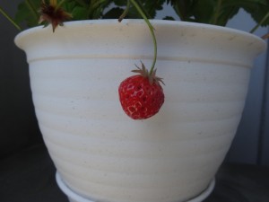 ☆イチゴ栽培日記☆