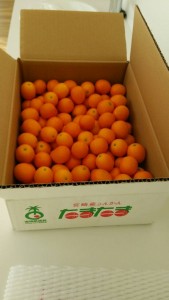 ☆宮崎産きんかん☆