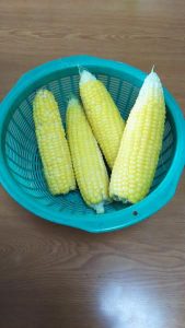 トウモロコシも食べれちゃいましたー！！