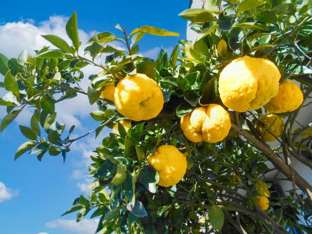 おすすめの温活グッズ