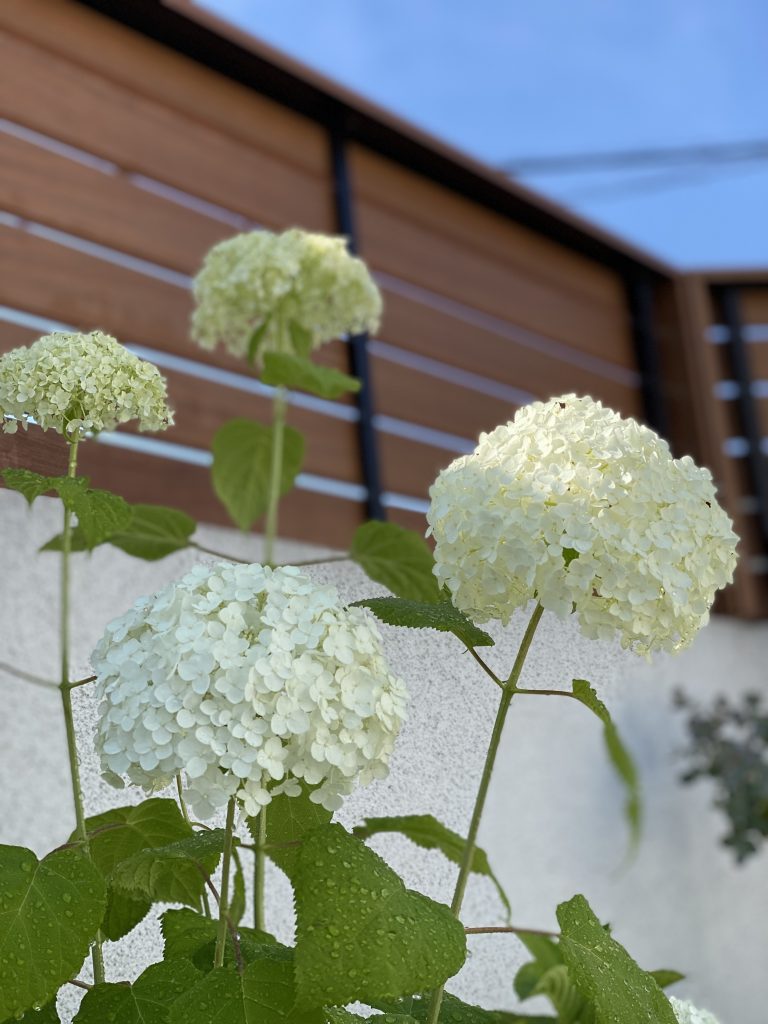 「紫陽花でおまじない」　