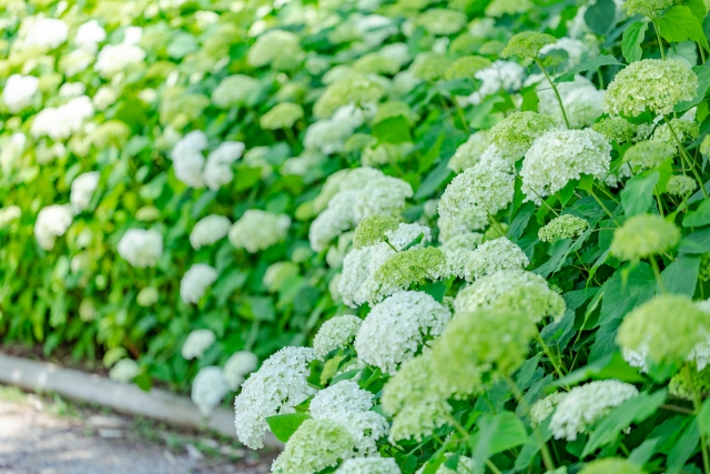 「なんでまだお空が明るいの？」