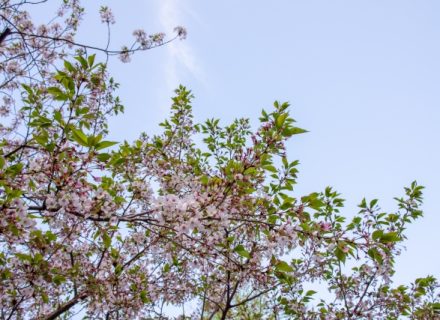 春から初夏へ🌿季節の変わり目