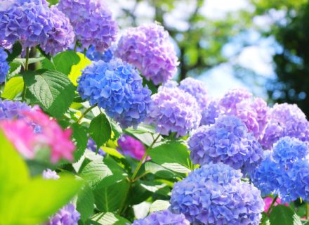 梅雨といえば紫陽花。紫陽花の色が変わる理由をご存じですか?☔🌸